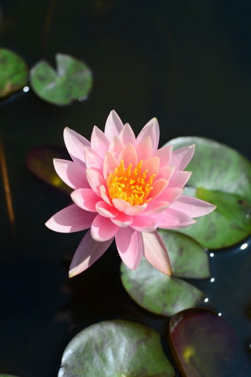 flower lotus pink red