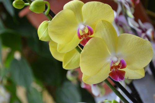 flower yellow orchid decorative