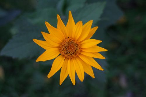 flower field petals