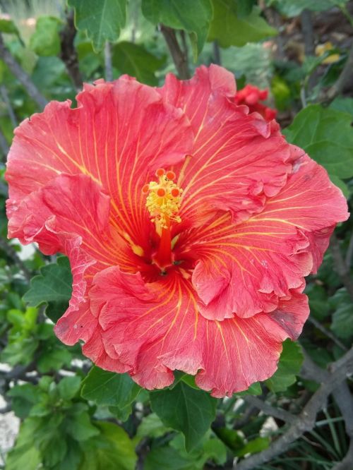 flower tropical hibiscus