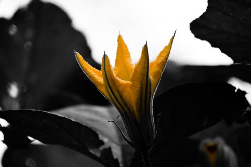 flower black yellow