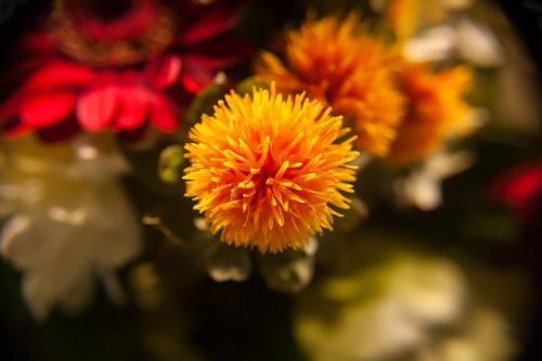 flower orange blossom plant