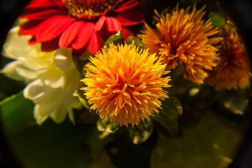 flower orange blossom plant