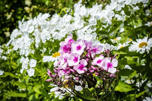 flower garden macro