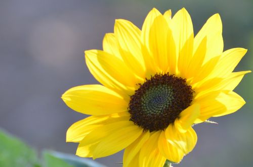 flower sunflower plant