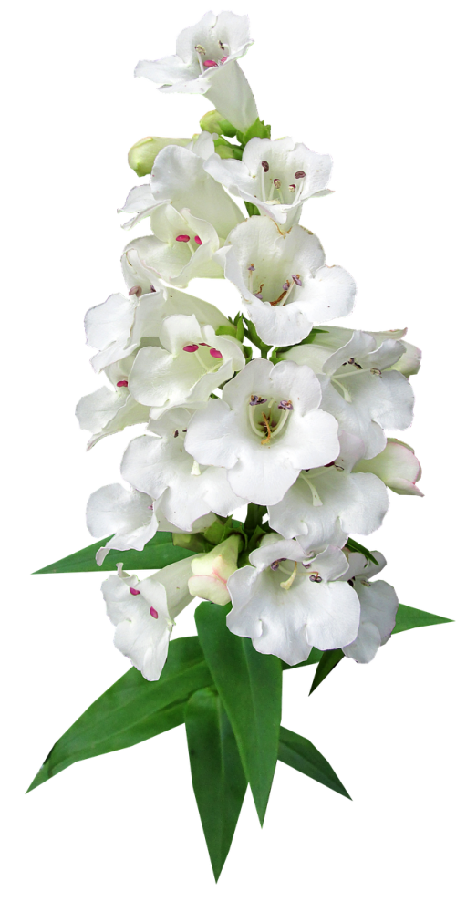 flower stem white