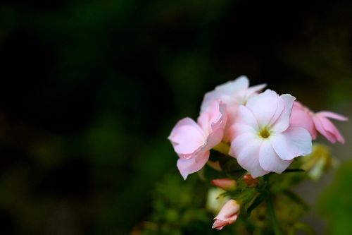 flower nature summer