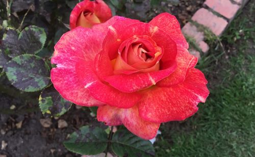 flower red roses petals