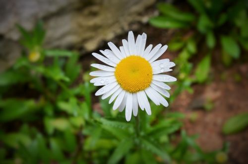 flower garden nature