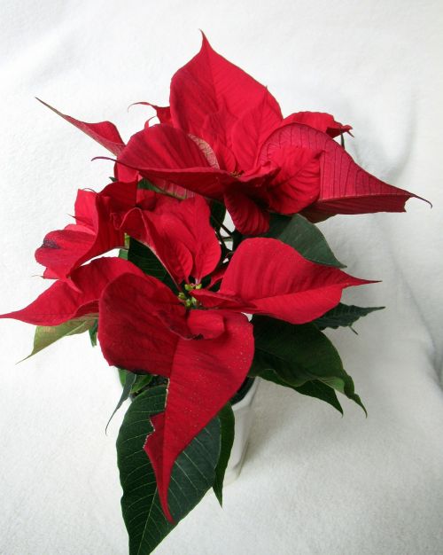 flower poinsettia red