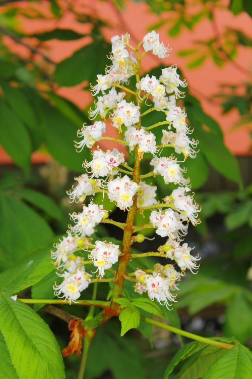 flower white green