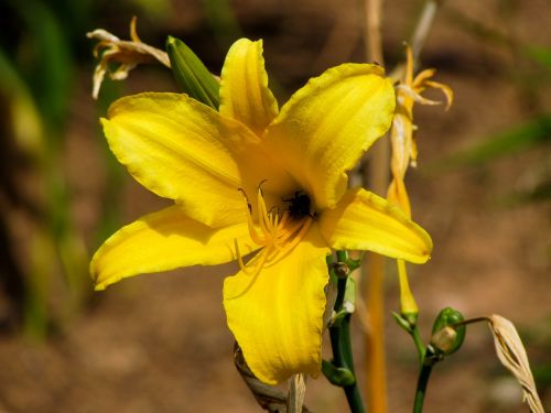 flower plant garden