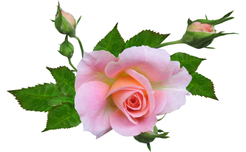 flower rose pink