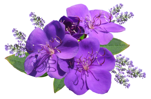 flower purple with lavender