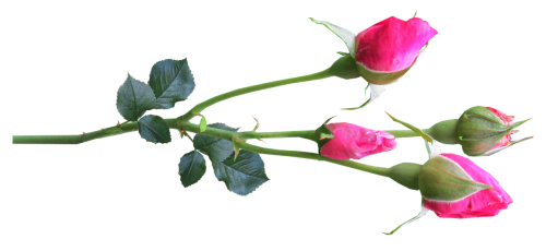 flower stem rose