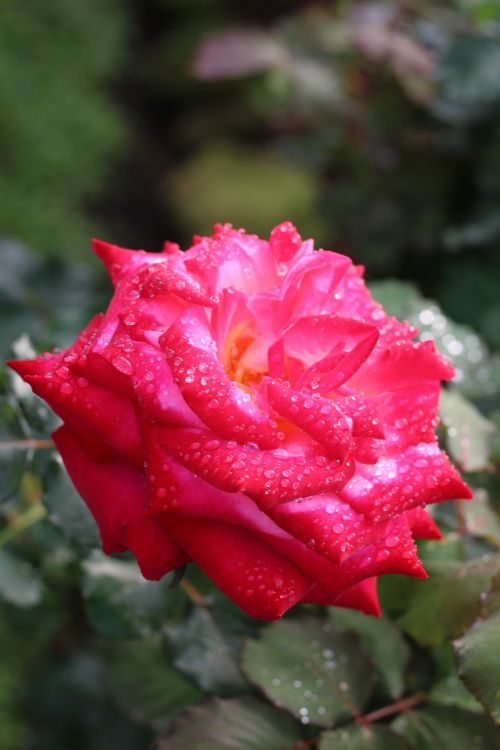 flower rose doi suthep