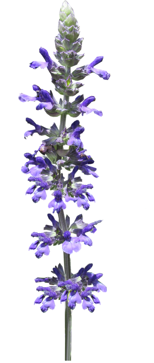 flower stem blue