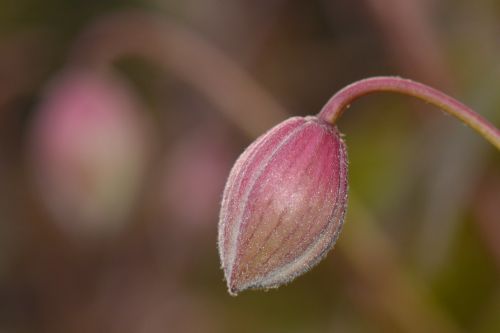 flower spring nature