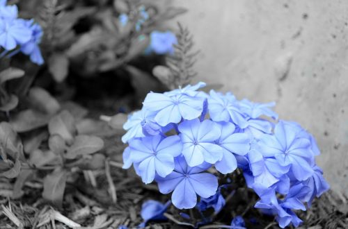 flower outdoor blue