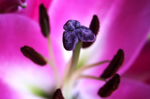 flower close up pink