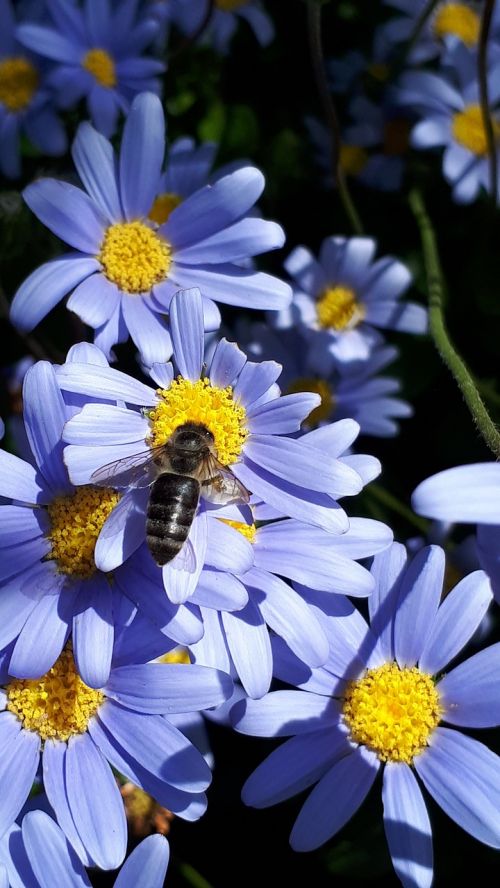 flower nature summer