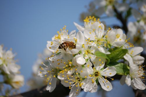 flower spring wasp