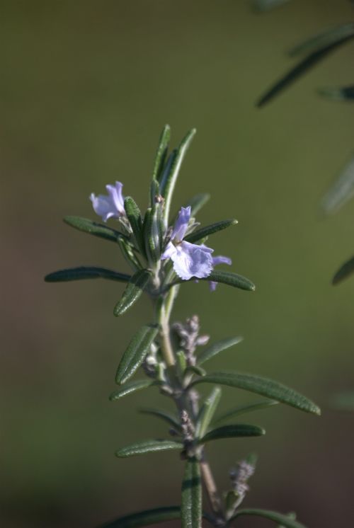 flower rosemary spring