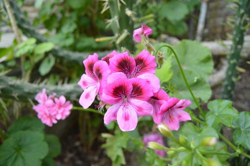 flower macro