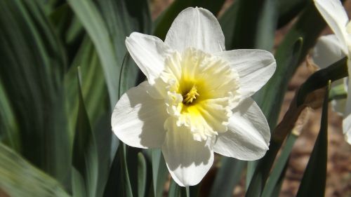 flower plant nature