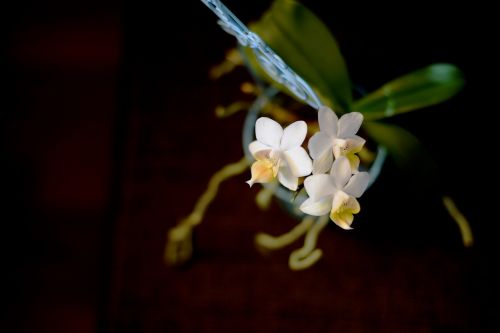 flower orchid roštín