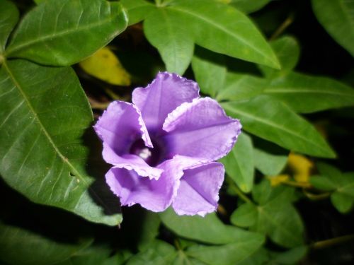 flower plants garden