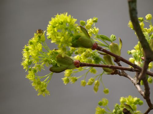 blossom bloom plant