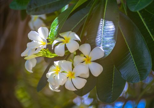 flower frangipanni white flower