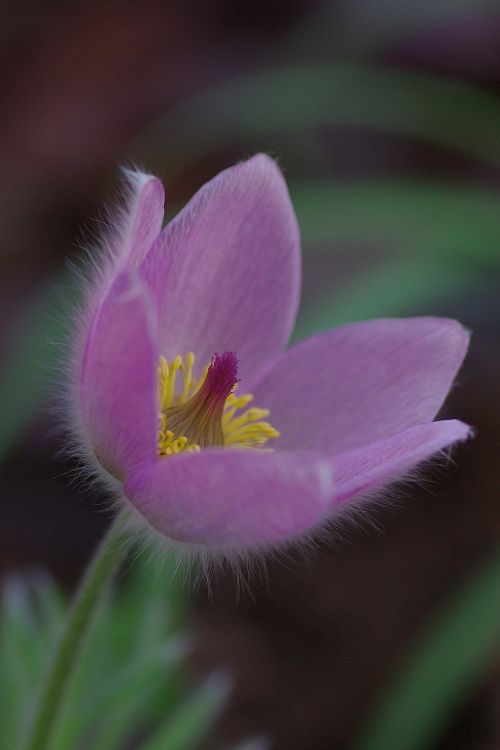 blossom bloom flower