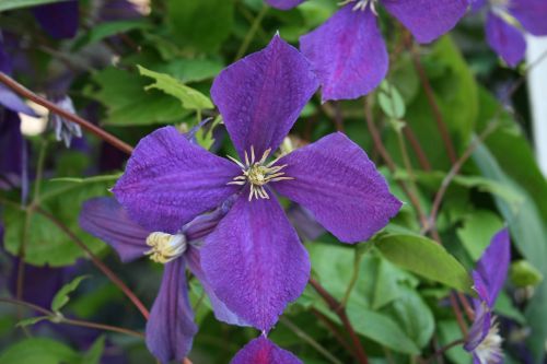 flower nature plant