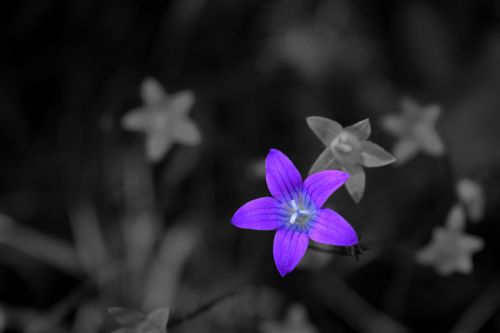 flower nature macro