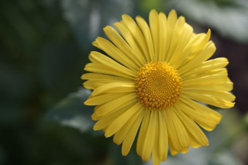 flower yellow blossom