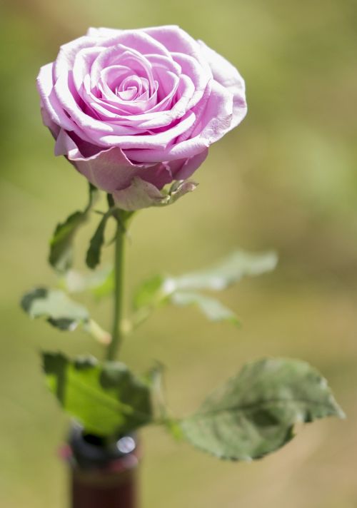 flower rose nature