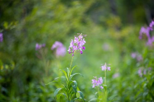 flower nature plant