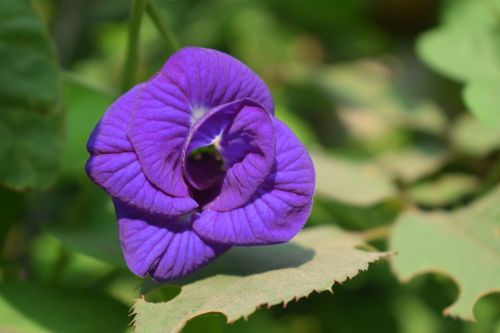 flower flora nature