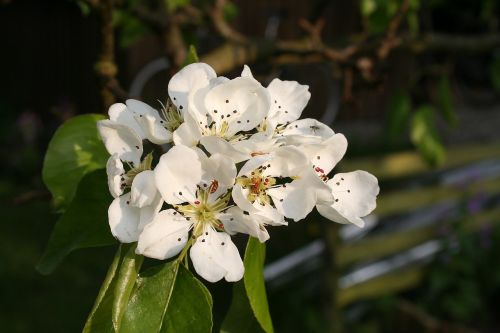 flower flowers summer