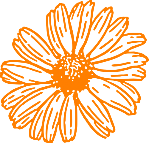 flower daisy orange