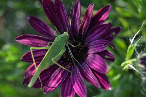 flower nature plant