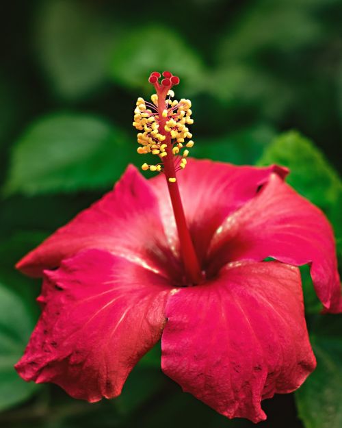 flower nature leaf