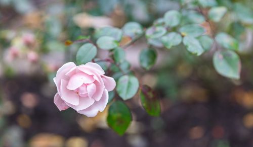 flower nature plant