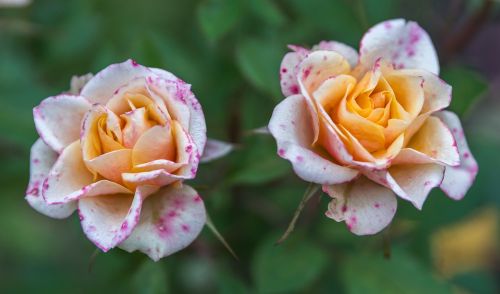 flower rose nature