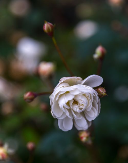 flower plant nature