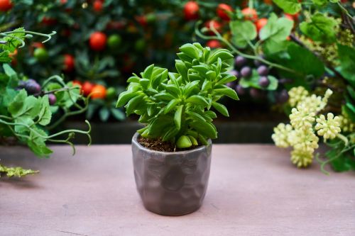 flower plant leaves