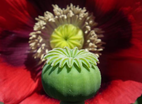 flower poppy garden plant