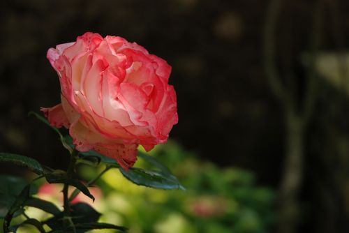 flower nature rose